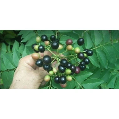 Cây cà ri lá dùng làm gia vị cao 25cm - 2 cây chỉ 80.000đ, tươi ngon, hương vị đậm 5
