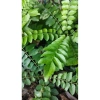 Cây cà ri lá tươi 20cm - Gia vị, cây cao, chỉ 45.000₫, giảm còn 45.000₫