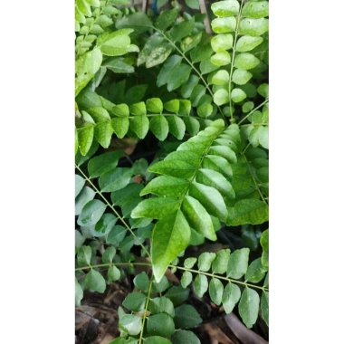 Cây cà ri lá tươi 20cm - Gia vị, cây cao, chỉ 45.000₫, giảm còn 45.000₫