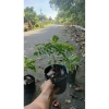 Cây cà ri lá tươi 20cm - Gia vị, cây cao, chỉ 45.000₫, giảm còn 45.000₫ 2