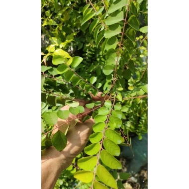 Cây cà ri lá tươi 20cm - Gia vị, cây cao, chỉ 45.000₫, giảm còn 45.000₫ 4