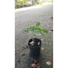 Cây cà ri lá tươi 20cm - Gia vị, cây cao, chỉ 45.000₫, giảm còn 45.000₫ 5