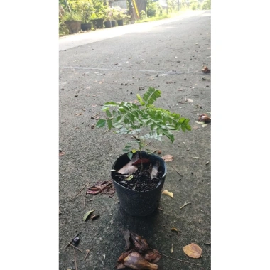 Cây cà ri lá tươi 20cm - Gia vị, cây cao, chỉ 45.000₫, giảm còn 45.000₫ 5