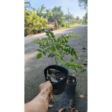 Cây cà ri lá tươi 20cm - Gia vị, cây cao, chỉ 45.000₫, giảm còn 45.000₫ 6