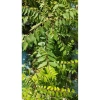 Cây cà ri lá tươi 20cm - Gia vị, cây cao, chỉ 45.000₫, giảm còn 45.000₫ 7