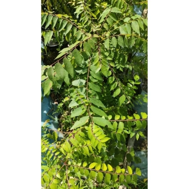 Cây cà ri lá tươi 20cm - Gia vị, cây cao, chỉ 45.000₫, giảm còn 45.000₫ 7