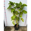 Cây Cà Ri tươi ngon, giảm giá đặc biệt 250k - Giá gốc 310k, hương vị chuẩn Thái 2