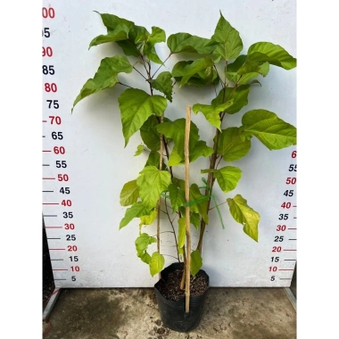 Cây Cà Ri tươi ngon, giảm giá đặc biệt 250k - Giá gốc 310k, hương vị chuẩn Thái 2