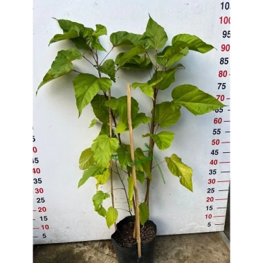 Cây Cà Ri tươi ngon, giảm giá đặc biệt 250k - Giá gốc 310k, hương vị chuẩn Thái 3