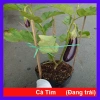Cây cà tím chậu size lớn đang trái - cây ăn quả cho sân vườn, giá ưu đãi 86.000₫