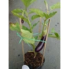 Cây cà tím chậu size lớn đang trái - cây ăn quả cho sân vườn, giá ưu đãi 86.000₫ 2