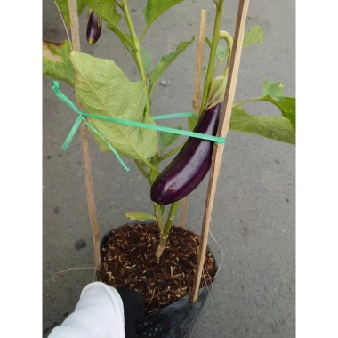 Cây cà tím chậu size lớn đang trái - cây ăn quả cho sân vườn, giá ưu đãi 86.000₫ 3