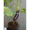 Cây cà tím chậu size lớn đang trái - cây ăn quả cho sân vườn, giá ưu đãi 86.000₫ 5