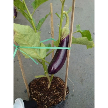 Cây cà tím chậu size lớn đang trái - cây ăn quả cho sân vườn, giá ưu đãi 86.000₫ 5