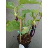 Cây cà tím chậu size lớn đang trái - cây ăn quả cho sân vườn, giá ưu đãi 86.000₫ 6
