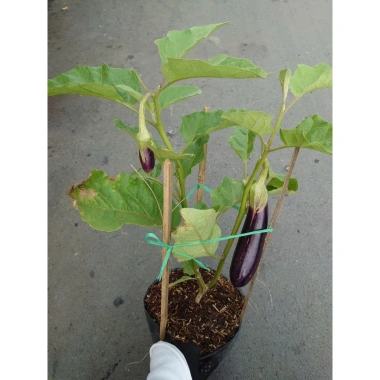 Cây cà tím chậu size lớn đang trái - cây ăn quả cho sân vườn, giá ưu đãi 86.000₫ 8