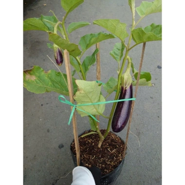 Cây cà tím chậu size lớn đang trái - cây ăn quả cho sân vườn, giá ưu đãi 86.000₫ 9