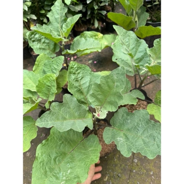 Cây cà tím quả dài trồng sẵn miền Bắc – Ra quả sau 2 tháng, ổn định, chỉ 18.000 VND 6