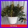 Cây Cá Vàng Goldfish Plant - Cây cảnh xanh đẹp, trang trí nhà cửa, phù hợp chậu treo, giá chỉ 86.000 VND