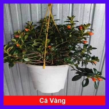 Cây Cá Vàng Goldfish Plant - Cây cảnh xanh đẹp, trang trí nhà cửa, phù hợp chậu treo, giá chỉ 86.000 VND