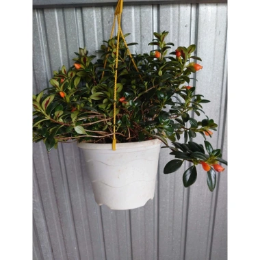 Cây Cá Vàng Goldfish Plant - Cây cảnh xanh đẹp, trang trí nhà cửa, phù hợp chậu treo, giá chỉ 86.000 VND
