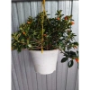 Cây Cá Vàng Goldfish Plant - Cây cảnh xanh đẹp, trang trí nhà cửa, phù hợp chậu treo, giá chỉ 86.000 VND 3