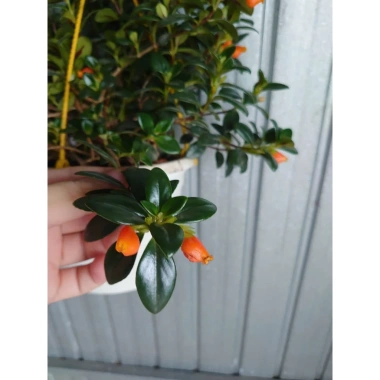 Cây Cá Vàng Goldfish Plant - Cây cảnh xanh đẹp, trang trí nhà cửa, phù hợp chậu treo, giá chỉ 86.000 VND 4 Cây Cá Vàng Goldfish Plant - Cây cảnh xanh đẹp, trang trí nhà cửa, phù hợp chậu treo, giá chỉ 86.000 VND 4