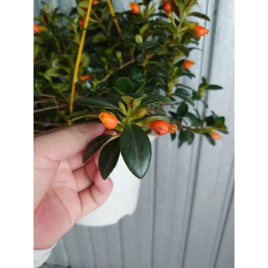 Cây Cá Vàng Goldfish Plant - Cây cảnh xanh đẹp, trang trí nhà cửa, phù hợp chậu treo, giá chỉ 86.000 VND