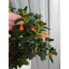 Cây Cá Vàng Goldfish Plant - Cây cảnh xanh đẹp, trang trí nhà cửa, phù hợp chậu treo, giá chỉ 86.000 VND 6