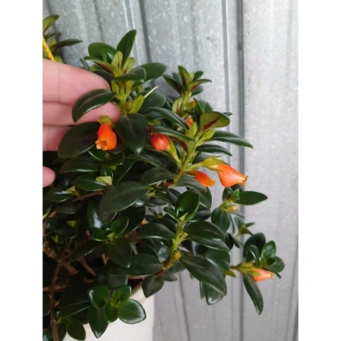 Cây Cá Vàng Goldfish Plant - Cây cảnh xanh đẹp, trang trí nhà cửa, phù hợp chậu treo, giá chỉ 86.000 VND