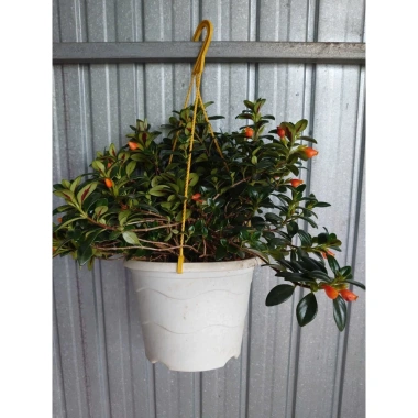 Cây Cá Vàng Goldfish Plant - Cây cảnh xanh đẹp, trang trí nhà cửa, phù hợp chậu treo, giá chỉ 86.000 VND