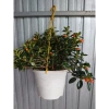 Cây Cá Vàng Goldfish Plant - Cây cảnh xanh đẹp, trang trí nhà cửa, phù hợp chậu treo, giá chỉ 86.000 VND 8