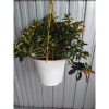 Cây Cá Vàng Goldfish Plant - Cây cảnh xanh đẹp, trang trí nhà cửa, phù hợp chậu treo, giá chỉ 86.000 VND 9