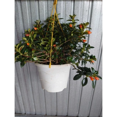 Cây Cá Vàng Goldfish Plant - Cây cảnh xanh đẹp, trang trí nhà cửa, phù hợp chậu treo, giá chỉ 86.000 VND 9 Cây Cá Vàng Goldfish Plant - Cây cảnh xanh đẹp, trang trí nhà cửa, phù hợp chậu treo, giá chỉ 86.000 VND 9