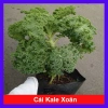 Cây cải kale xoăn lớn 30-50cm, khỏe mạnh, chậu trưởng thành, giảm còn 55.000đ