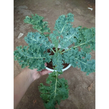 Cây cải kale xoăn lớn 30-50cm, khỏe mạnh, chậu trưởng thành, giảm còn 55.000đ 2