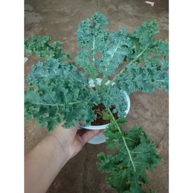 Cây cải kale xoăn lớn 30-50cm, khỏe mạnh, chậu trưởng thành, giảm còn 55.000đ 3