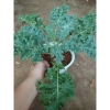Cây cải kale xoăn lớn 30-50cm, khỏe mạnh, chậu trưởng thành, giảm còn 55.000đ 4