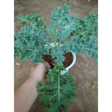 Cây cải kale xoăn lớn 30-50cm, khỏe mạnh, chậu trưởng thành, giảm còn 55.000đ 4