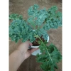 Cây cải kale xoăn lớn 30-50cm, khỏe mạnh, chậu trưởng thành, giảm còn 55.000đ 5