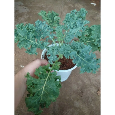 Cây cải kale xoăn lớn 30-50cm, khỏe mạnh, chậu trưởng thành, giảm còn 55.000đ 6