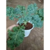 Cây cải kale xoăn lớn 30-50cm, khỏe mạnh, chậu trưởng thành, giảm còn 55.000đ 7