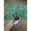 Cây cải kale xoăn lớn 30-50cm, khỏe mạnh, chậu trưởng thành, giảm còn 55.000đ 8