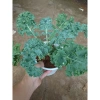 Cây cải kale xoăn lớn 30-50cm, khỏe mạnh, chậu trưởng thành, giảm còn 55.000đ 9