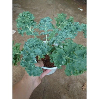 Cây cải kale xoăn lớn 30-50cm, khỏe mạnh, chậu trưởng thành, giảm còn 55.000đ 9