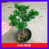 Cây Cam Nhật cam ngọt siêu trái - chuẩn bị cho trái, giao như video, chỉ 75.000₫