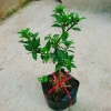 Cây Cam Nhật cam ngọt siêu trái - chuẩn bị cho trái, giao như video, chỉ 75.000₫ 2