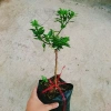 Cây Cam Nhật cam ngọt siêu trái - chuẩn bị cho trái, giao như video, chỉ 75.000₫ 4