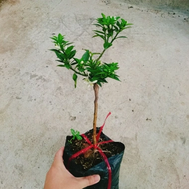 Cây Cam Nhật cam ngọt siêu trái - chuẩn bị cho trái, giao như video, chỉ 75.000₫ 4