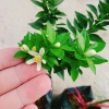 Cây Cam Nhật cam ngọt siêu trái - chuẩn bị cho trái, giao như video, chỉ 75.000₫ 6